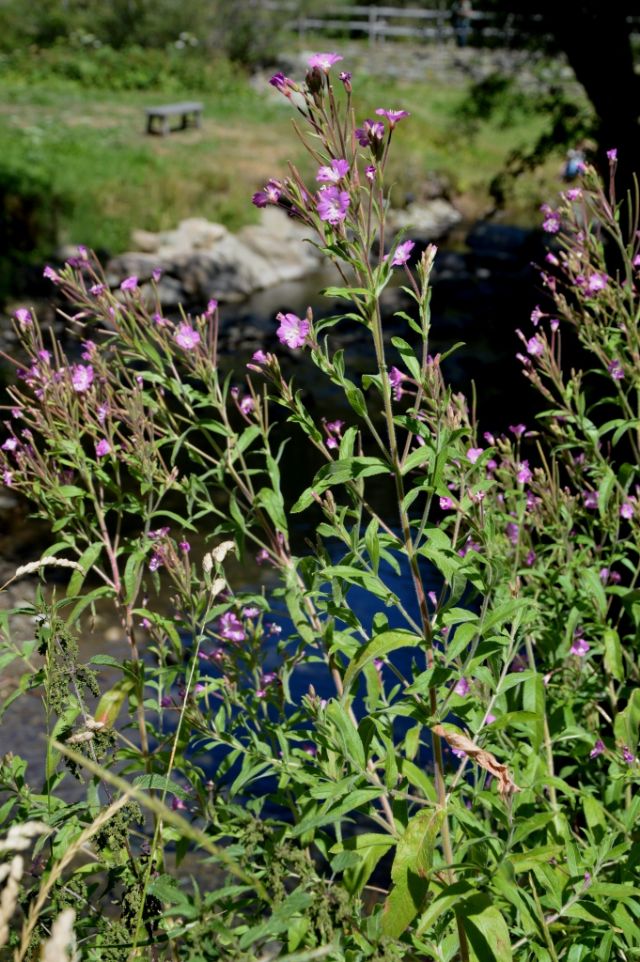 Epilobium hirsutum  (Onagraceae)